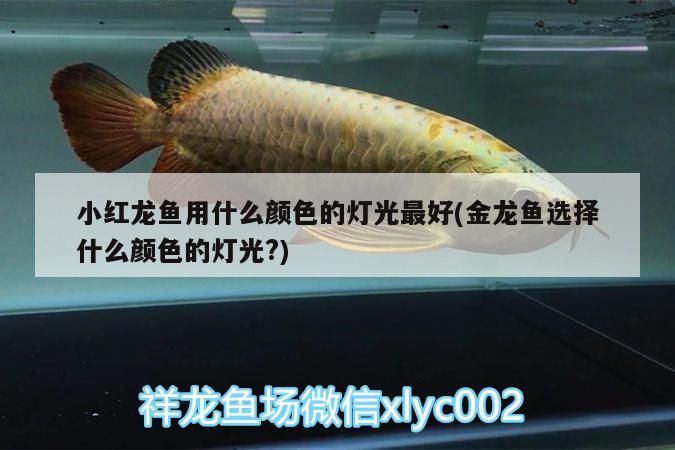 小紅龍魚用什么顏色的燈光最好(金龍魚選擇什么顏色的燈光?)