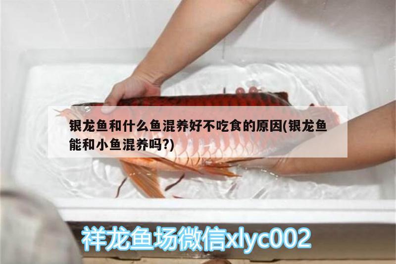 銀龍魚和什么魚混養(yǎng)好不吃食的原因(銀龍魚能和小魚混養(yǎng)嗎?)