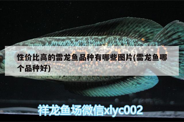 性價比高的雷龍魚品種有哪些圖片(雷龍魚哪個品種好) 豹紋夫魚苗