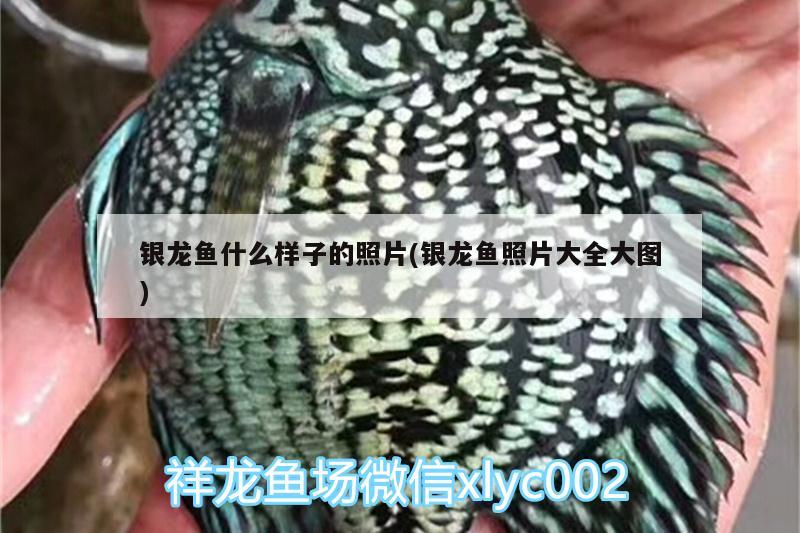 銀龍魚什么樣子的照片(銀龍魚照片大全大圖) 銀龍魚