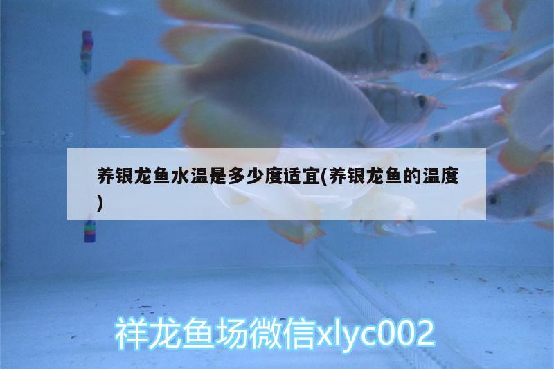 養(yǎng)銀龍魚水溫是多少度適宜(養(yǎng)銀龍魚的溫度)