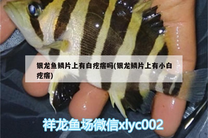 銀龍魚鱗片上有白疙瘩嗎(銀龍鱗片上有小白疙瘩) 銀龍魚百科