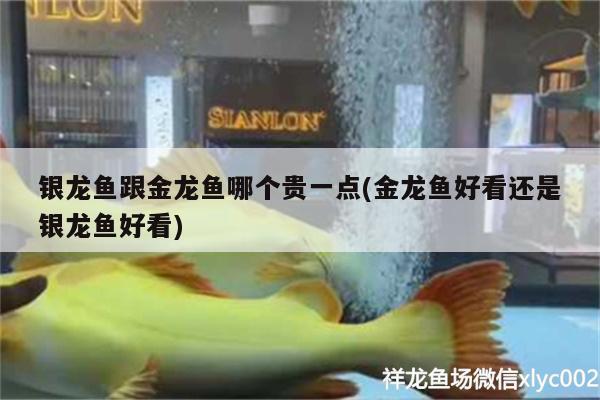 銀龍魚跟金龍魚哪個(gè)貴一點(diǎn)(金龍魚好看還是銀龍魚好看)