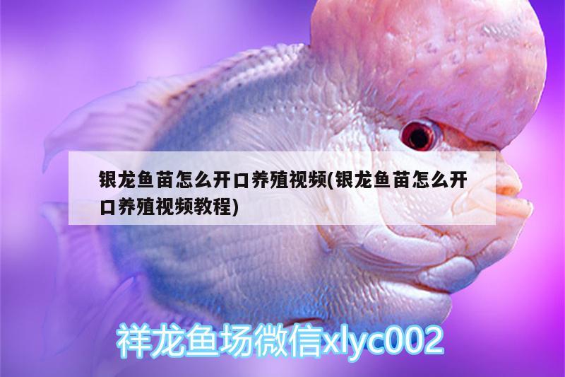 銀龍魚苗怎么開口養(yǎng)殖視頻(銀龍魚苗怎么開口養(yǎng)殖視頻教程) 銀龍魚百科