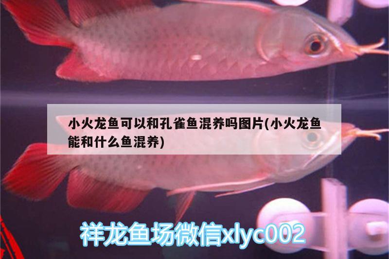 小火龍魚可以和孔雀魚混養(yǎng)嗎圖片(小火龍魚能和什么魚混養(yǎng))