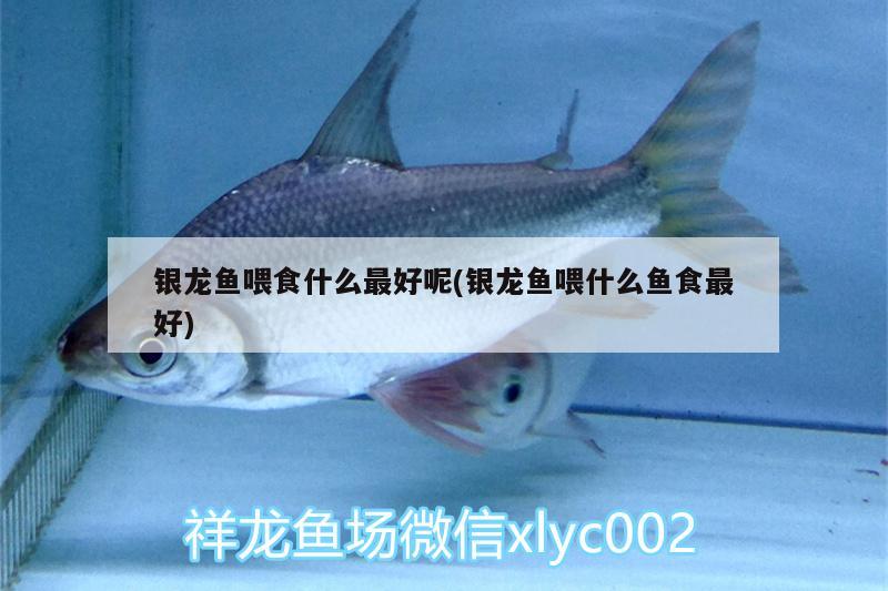 銀龍魚(yú)喂食什么最好呢(銀龍魚(yú)喂什么魚(yú)食最好) 銀龍魚(yú)