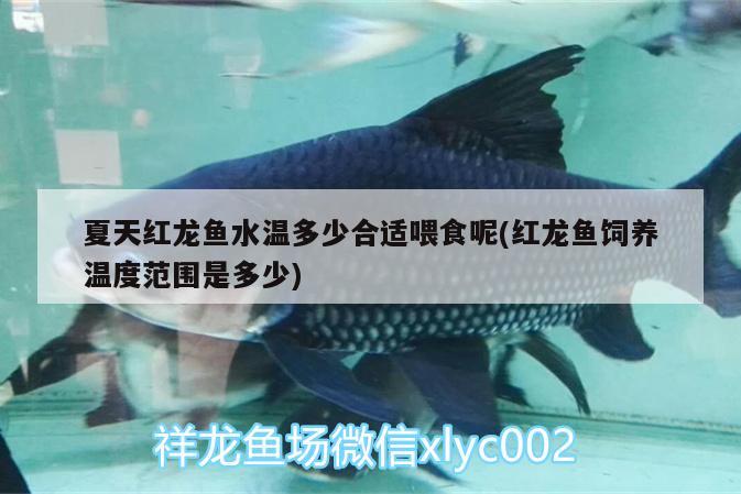 夏天紅龍魚水溫多少合適喂食呢(紅龍魚飼養(yǎng)溫度范圍是多少)