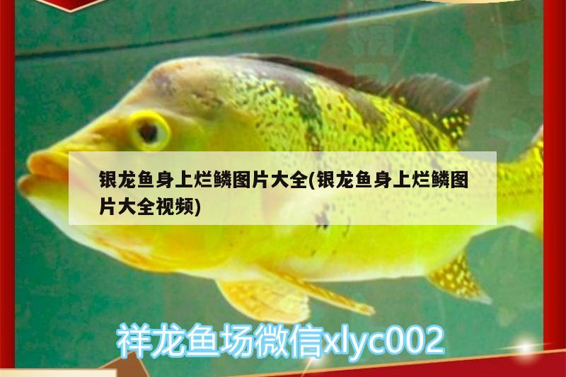 銀龍魚身上爛鱗圖片大全(銀龍魚身上爛鱗圖片大全視頻)