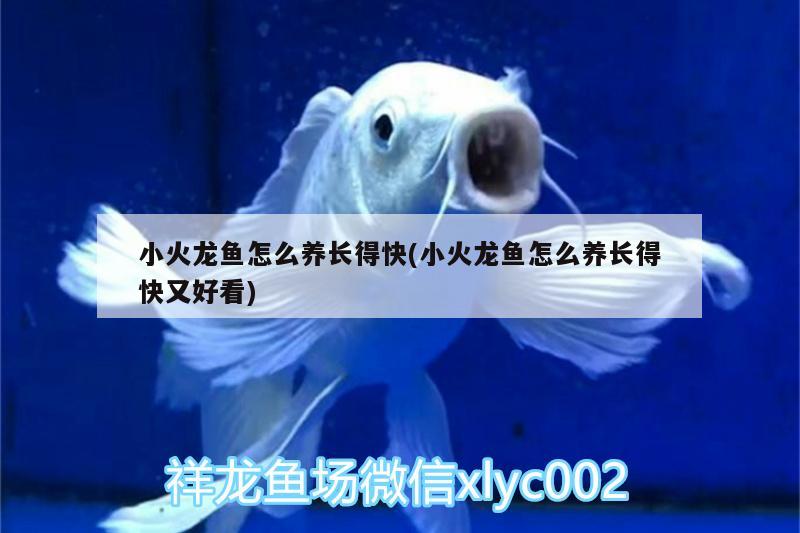 小火龍魚怎么養(yǎng)長(zhǎng)得快(小火龍魚怎么養(yǎng)長(zhǎng)得快又好看)