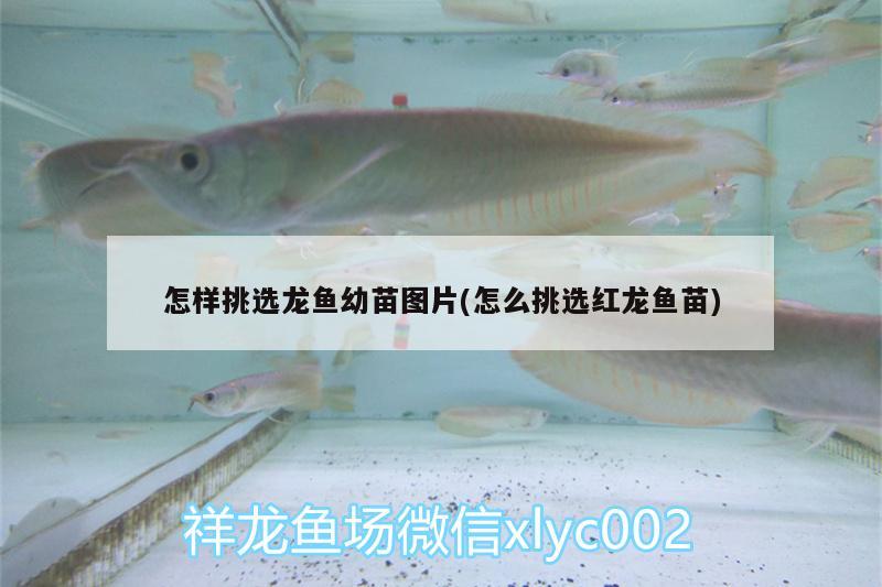 怎樣挑選龍魚幼苗圖片(怎么挑選紅龍魚苗)