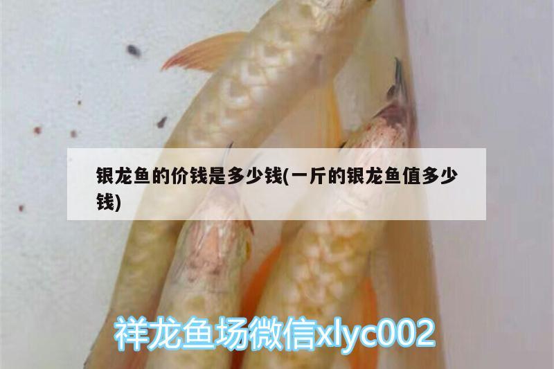 銀龍魚(yú)的價(jià)錢(qián)是多少錢(qián)(一斤的銀龍魚(yú)值多少錢(qián)) 銀龍魚(yú) 第2張