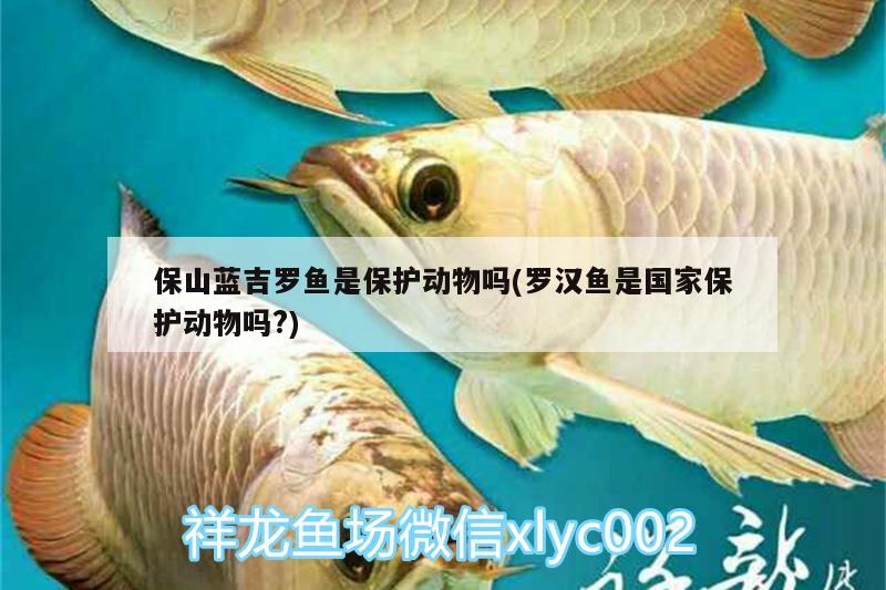 保山藍(lán)吉羅魚是保護(hù)動物嗎(羅漢魚是國家保護(hù)動物嗎?)