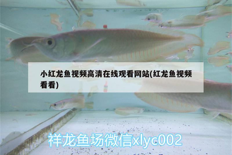 小紅龍魚(yú)視頻高清在線觀看網(wǎng)站(紅龍魚(yú)視頻看看) 一眉道人魚(yú)苗