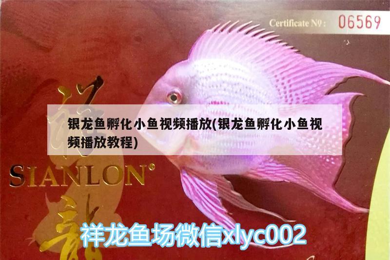 銀龍魚孵化小魚視頻播放(銀龍魚孵化小魚視頻播放教程) 銀龍魚百科