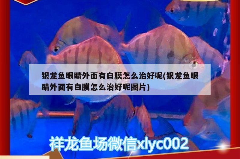 銀龍魚眼睛外面有白膜怎么治好呢(銀龍魚眼睛外面有白膜怎么治好呢圖片)