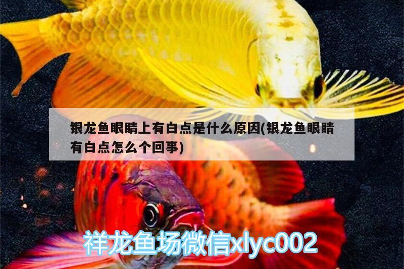 銀龍魚眼睛上有白點是什么原因(銀龍魚眼睛有白點怎么個回事)