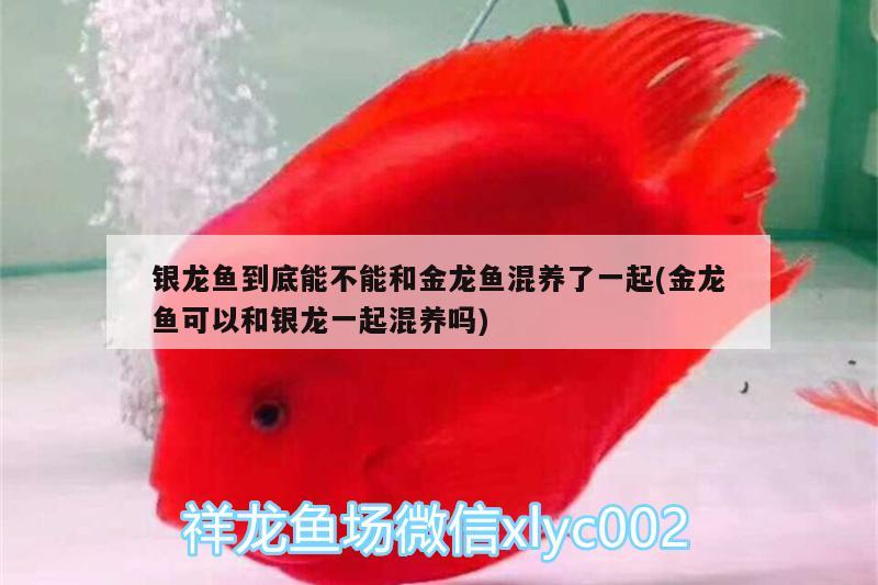 銀龍魚到底能不能和金龍魚混養(yǎng)了一起(金龍魚可以和銀龍一起混養(yǎng)嗎) 銀龍魚