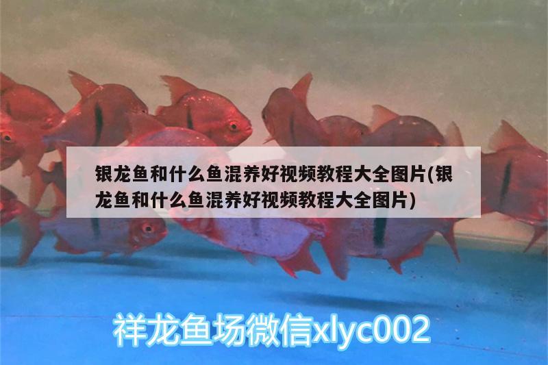 銀龍魚和什么魚混養(yǎng)好視頻教程大全圖片(銀龍魚和什么魚混養(yǎng)好視頻教程大全圖片) 銀龍魚百科