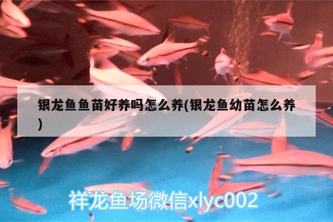 銀龍魚魚苗好養(yǎng)嗎怎么養(yǎng)(銀龍魚幼苗怎么養(yǎng)) 銀龍魚百科 第2張