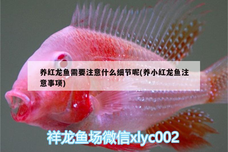 養(yǎng)紅龍魚需要注意什么細(xì)節(jié)呢(養(yǎng)小紅龍魚注意事項(xiàng))