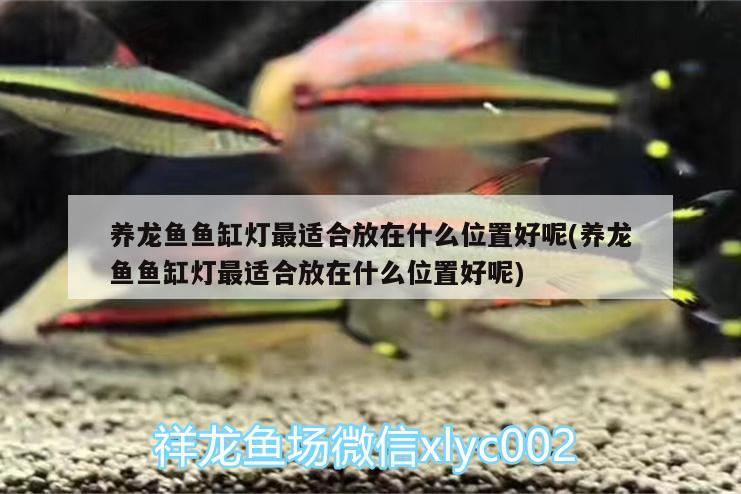 養(yǎng)龍魚魚缸燈最適合放在什么位置好呢(養(yǎng)龍魚魚缸燈最適合放在什么位置好呢) 魚糧魚藥