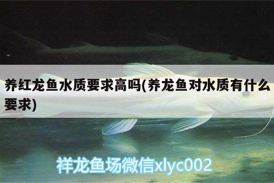 養(yǎng)紅龍魚水質(zhì)要求高嗎(養(yǎng)龍魚對水質(zhì)有什么要求)