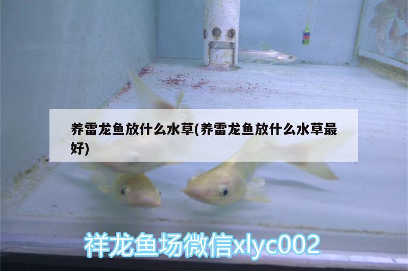 養(yǎng)雷龍魚放什么水草(養(yǎng)雷龍魚放什么水草最好)