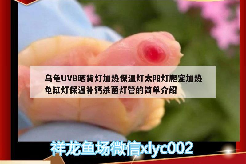 烏龜UVB曬背燈加熱保溫燈太陽燈爬寵加熱龜缸燈保溫補鈣殺菌燈管的簡單介紹 烏龜