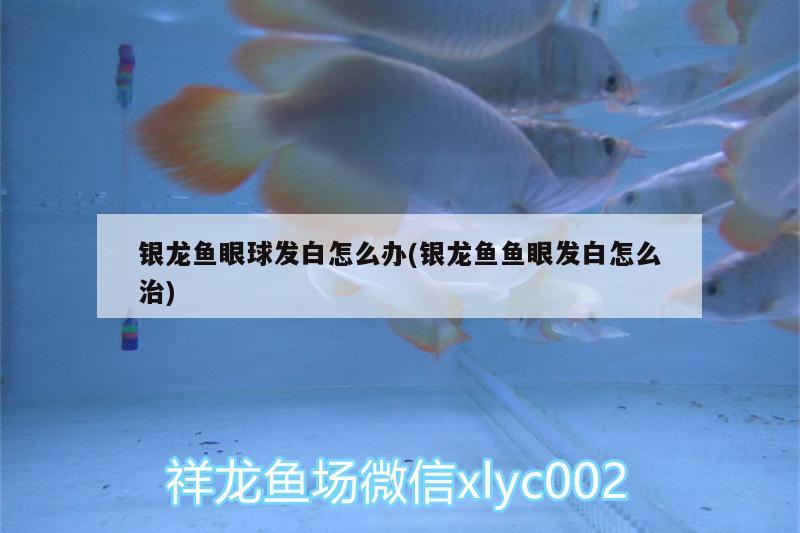 銀龍魚眼球發(fā)白怎么辦(銀龍魚魚眼發(fā)白怎么治) 銀龍魚百科