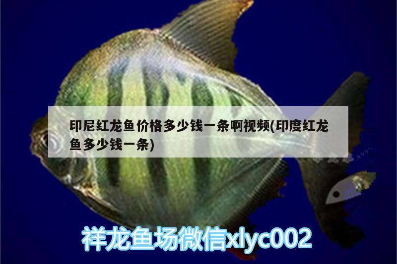 印尼紅龍魚(yú)價(jià)格多少錢(qián)一條啊視頻(印度紅龍魚(yú)多少錢(qián)一條) 紅龍魚(yú)百科