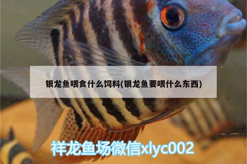 銀龍魚喂食什么飼料(銀龍魚要喂什么東西)