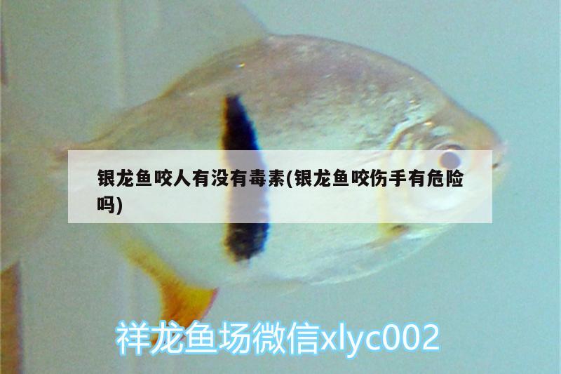 銀龍魚(yú)咬人有沒(méi)有毒素(銀龍魚(yú)咬傷手有危險(xiǎn)嗎)