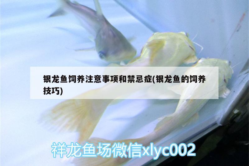 銀龍魚飼養(yǎng)注意事項和禁忌癥(銀龍魚的飼養(yǎng)技巧)