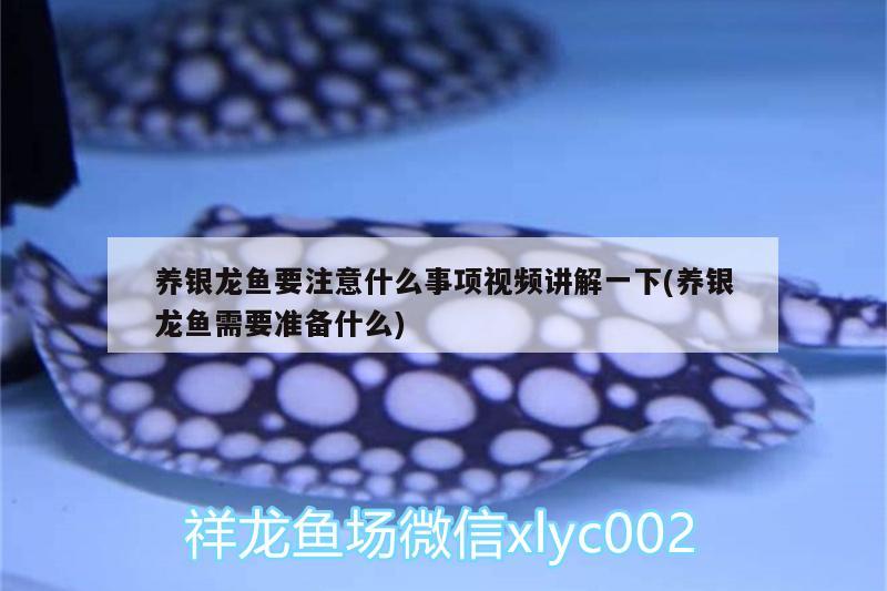 養(yǎng)銀龍魚要注意什么事項視頻講解一下(養(yǎng)銀龍魚需要準備什么) 銀龍魚