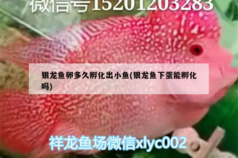 銀龍魚卵多久孵化出小魚(銀龍魚下蛋能孵化嗎)