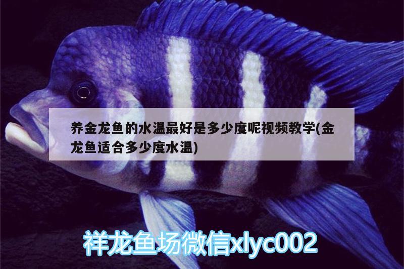 養(yǎng)金龍魚的水溫最好是多少度呢視頻教學(金龍魚適合多少度水溫)