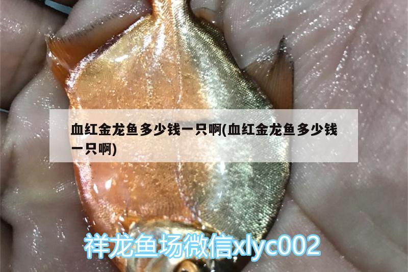 血紅金龍魚多少錢一只啊(血紅金龍魚多少錢一只啊) 其他益生菌