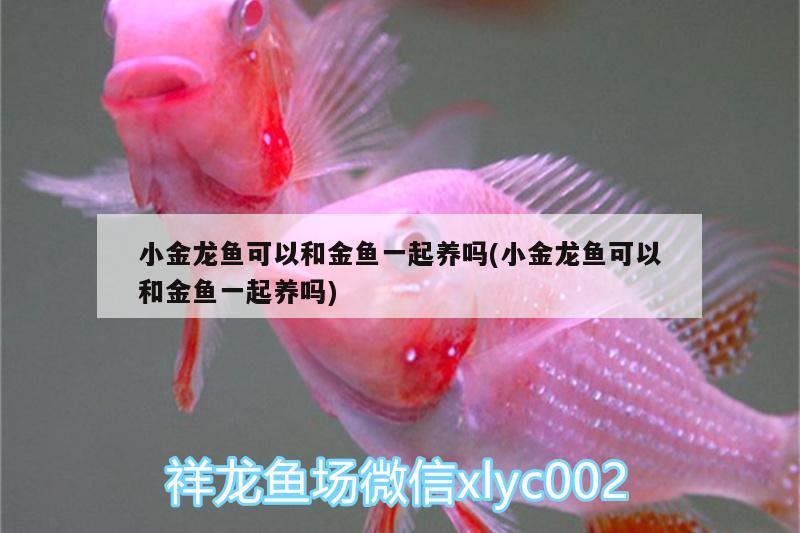 小金龍魚可以和金魚一起養(yǎng)嗎(小金龍魚可以和金魚一起養(yǎng)嗎)