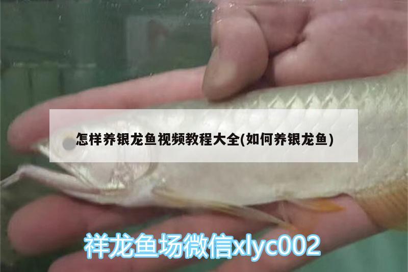 怎樣養(yǎng)銀龍魚視頻教程大全(如何養(yǎng)銀龍魚)