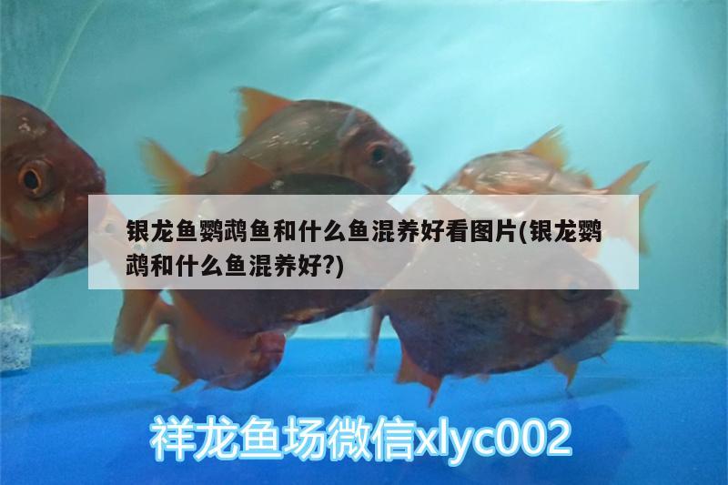 銀龍魚鸚鵡魚和什么魚混養(yǎng)好看圖片(銀龍鸚鵡和什么魚混養(yǎng)好?) 鸚鵡魚