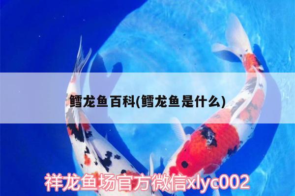 鱈龍魚百科(鱈龍魚是什么)