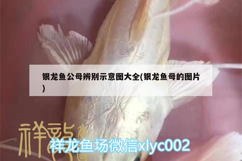 銀龍魚公母辨別示意圖大全(銀龍魚母的圖片) 銀龍魚百科 第2張