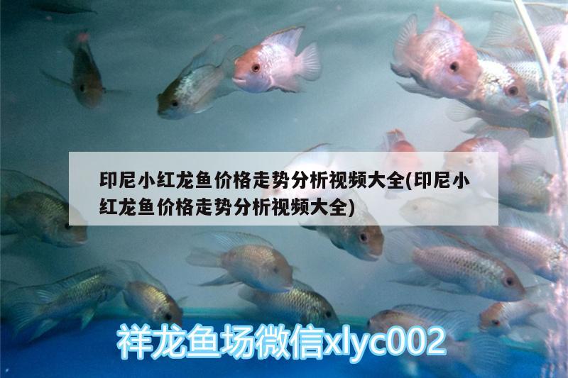 印尼小紅龍魚(yú)價(jià)格走勢(shì)分析視頻大全(印尼小紅龍魚(yú)價(jià)格走勢(shì)分析視頻大全)