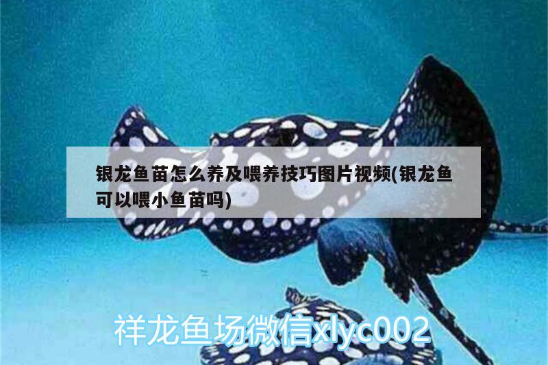 銀龍魚(yú)苗怎么養(yǎng)及喂養(yǎng)技巧圖片視頻(銀龍魚(yú)可以喂小魚(yú)苗嗎) 銀龍魚(yú)