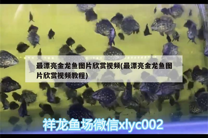 最漂亮金龍魚圖片欣賞視頻(最漂亮金龍魚圖片欣賞視頻教程)