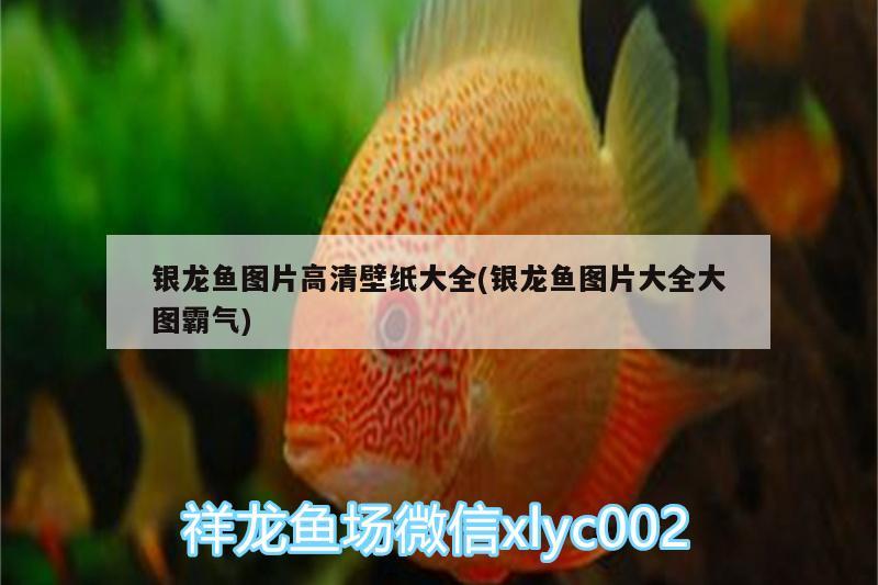 銀龍魚圖片高清壁紙大全(銀龍魚圖片大全大圖霸氣)