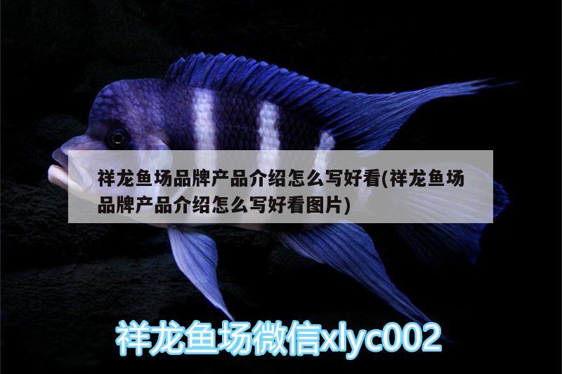 祥龍魚(yú)場(chǎng)品牌產(chǎn)品介紹怎么寫(xiě)好看(祥龍魚(yú)場(chǎng)品牌產(chǎn)品介紹怎么寫(xiě)好看圖片)