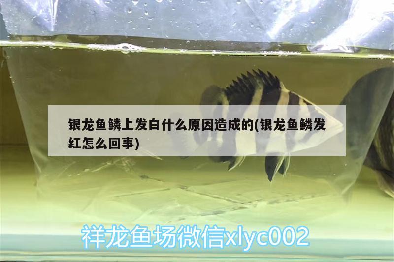 銀龍魚鱗上發(fā)白什么原因造成的(銀龍魚鱗發(fā)紅怎么回事)