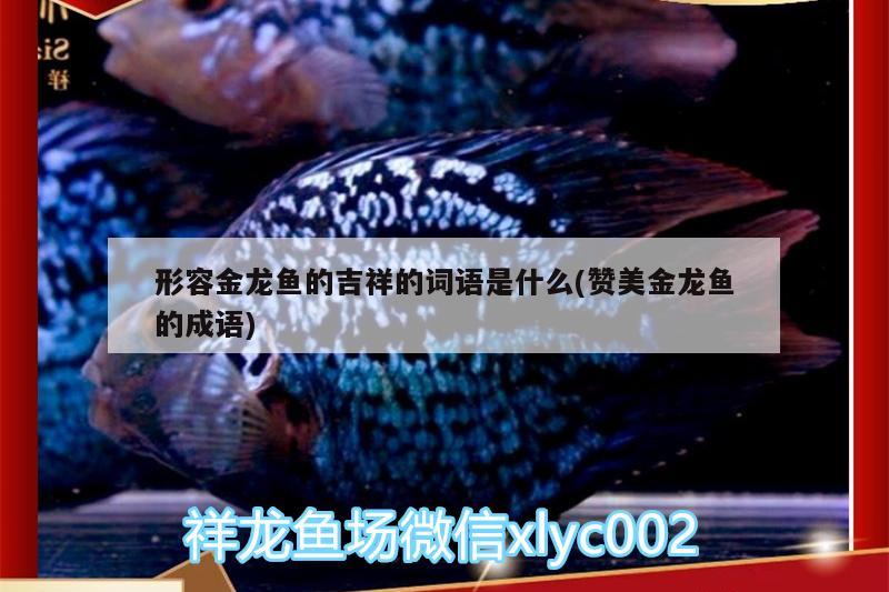 形容金龍魚的吉祥的詞語是什么(贊美金龍魚的成語) 非洲金鼓魚