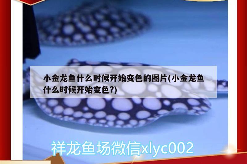 小金龍魚什么時候開始變色的圖片(小金龍魚什么時候開始變色?) 黃金達摩魚